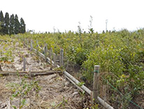 環境保全「霧島市10万本植林プロジェクト」